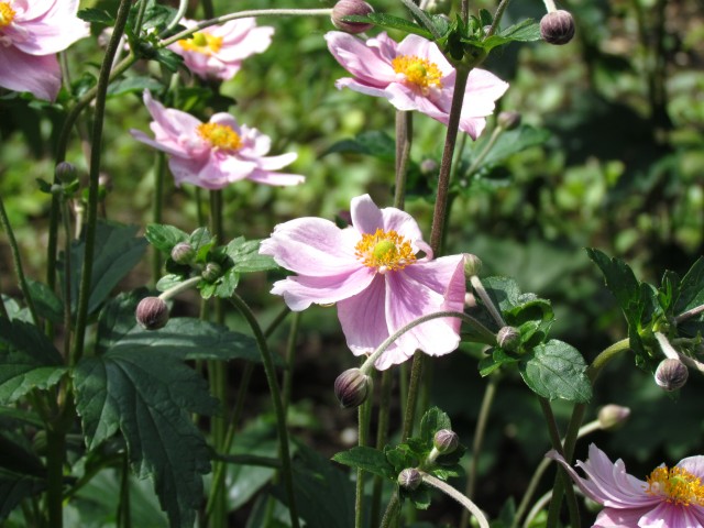 Anemone hupehensis AnemoneHupehensisHadspenAbundanceFlowerCloseCUBG.JPG