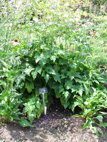 Anemone hupehensis AnemoneHupehensisHadspenAbundanceFullPlantCloseCUBG.JPG