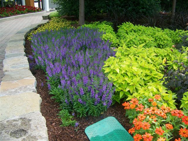 Picture of Angelonia  Serena Blue Serena blue Angelonia