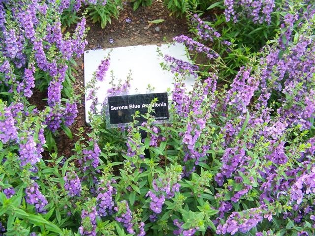 Picture of Angelonia  Serena Blue Serena blue Angelonia