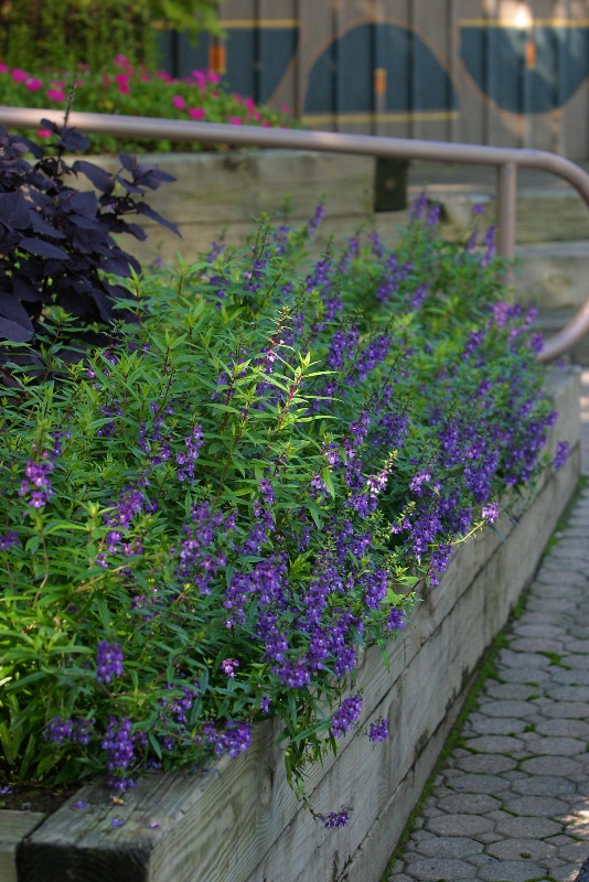 Picture of Angelonia augustifolia 'Serena Purple' Serena Purple Summer Snapdragon