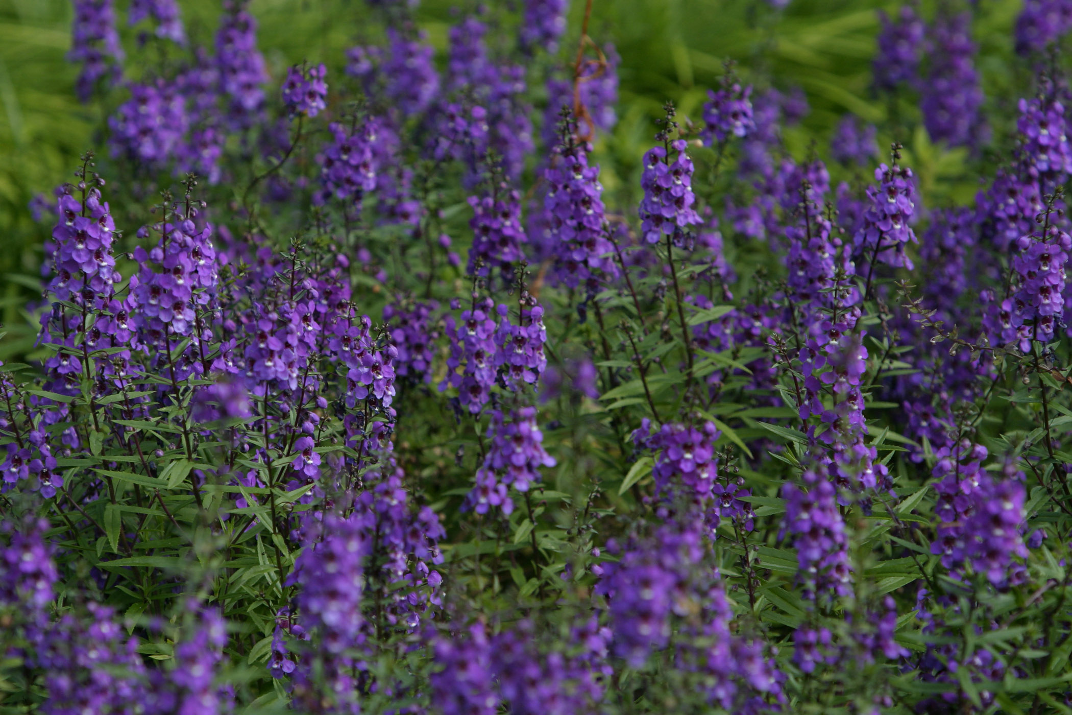 Picture of Angelonia augustifolia 'Serena Purple' Serena Purple Summer Snapdragon