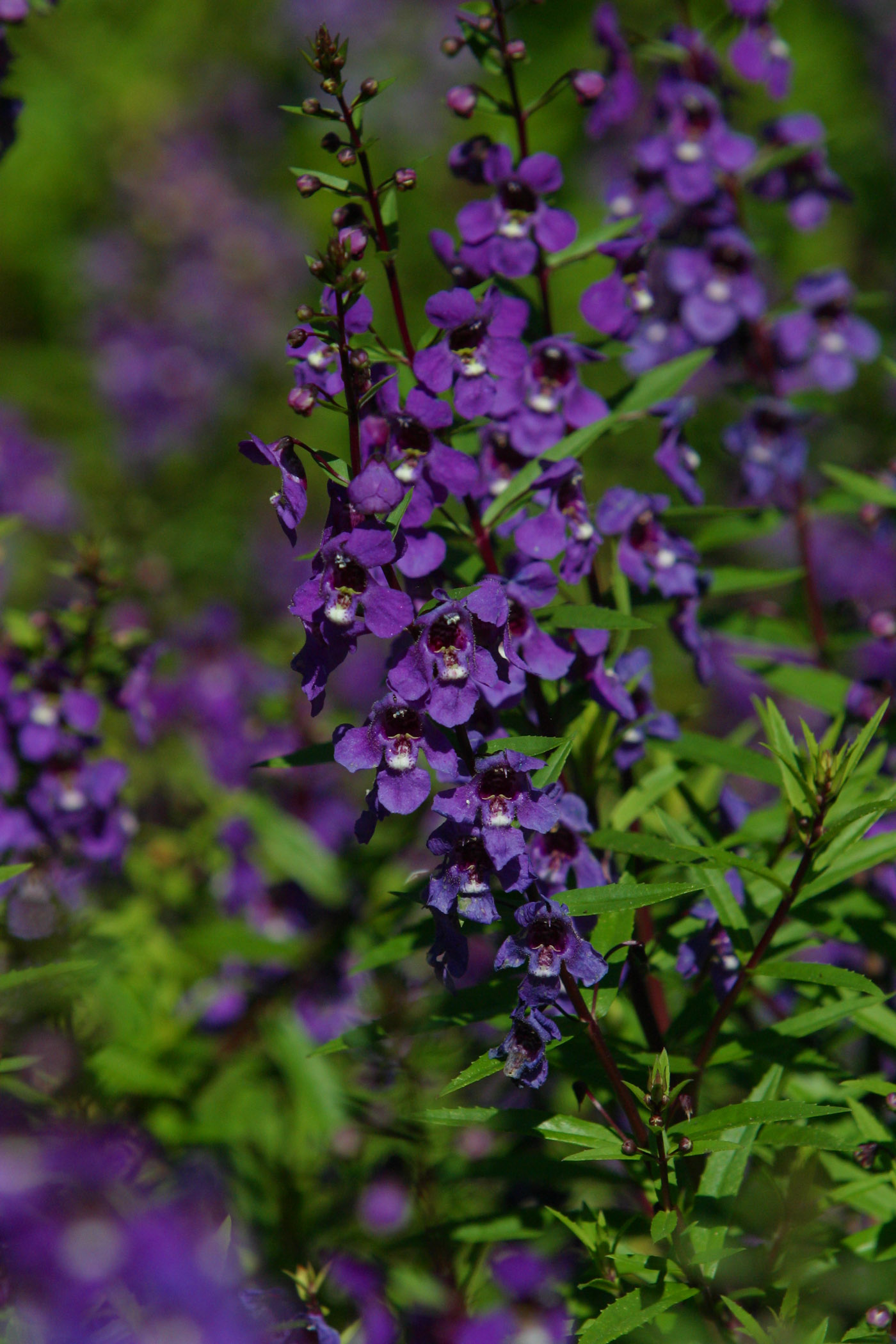 Picture of Angelonia augustifolia 'Serena Purple' Serena Purple Summer Snapdragon