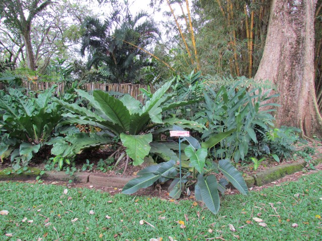 Anthurium salvinii AnthuriumSalviniiFull.JPG