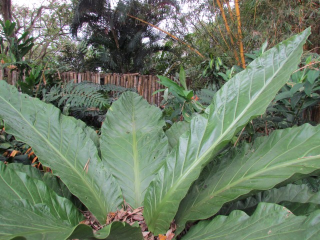 Anthurium salvinii AnthuriumSalviniiLeaf.JPG