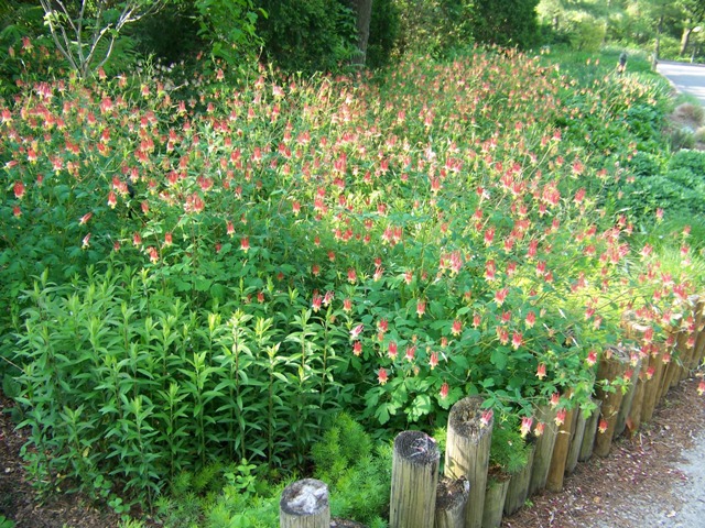 Picture of Aquilegia canadensis  Columbine