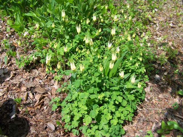 Picture of Aquilegia%20canadensis%20'Corbett'%20Corbett%20Columbine