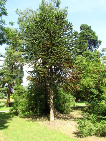 Araucaria araucana AraucariaAraucanaFullCUBG1.JPG