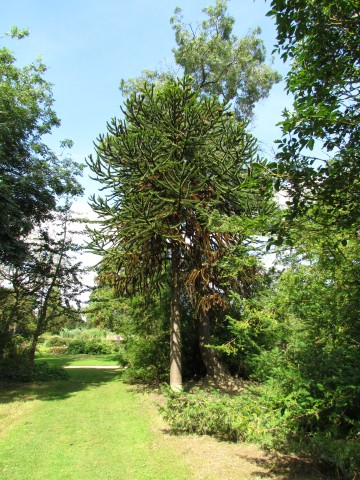 Araucaria araucana AraucariaAraucanaFullCUBG2.JPG