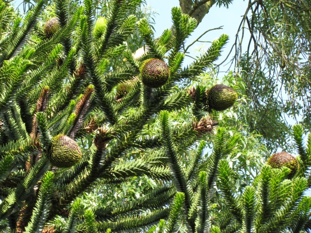 Araucaria araucana AraucariaArucanaDetailCUBG.JPG