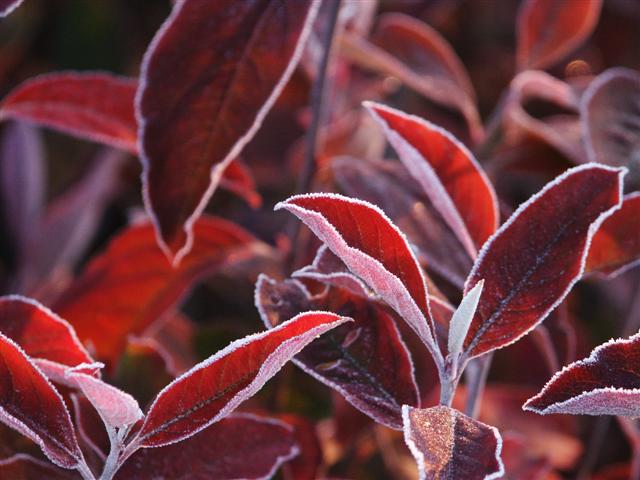 Picture of Aronia arbutifolia  Red Chokeberry