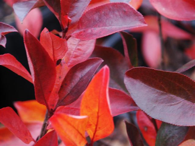 Picture of Aronia melanocarpa  Black Chokeberry