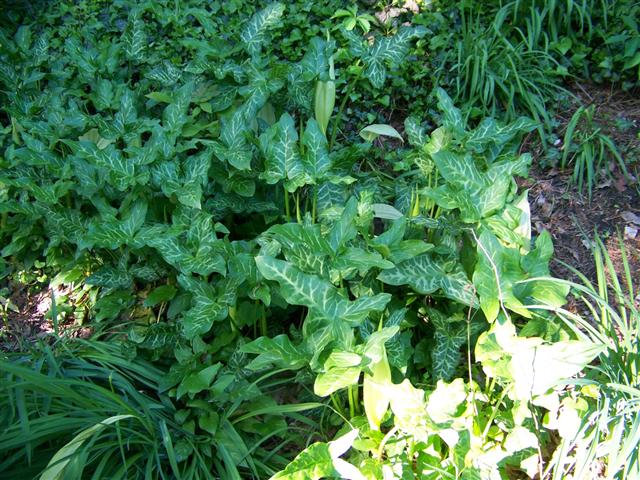 Picture of Arum italicum 'Pictum' Italian Arum