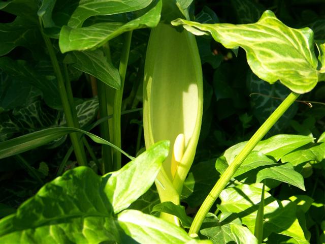 Picture of Arum italicum 'Pictum' Italian Arum