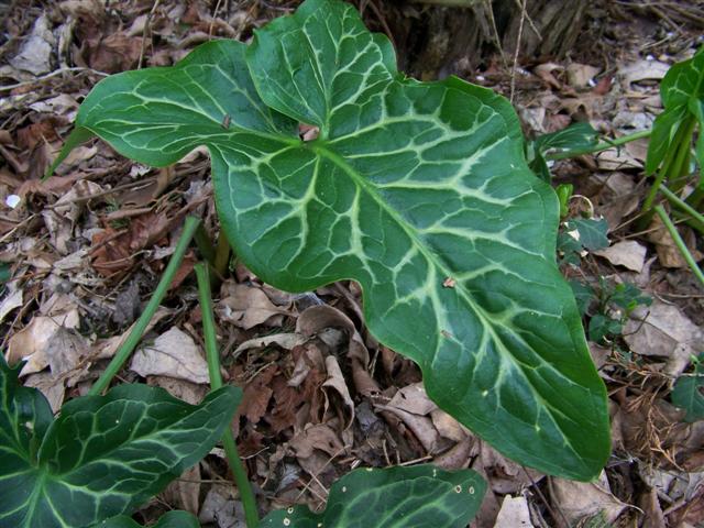 Picture of Arum italicum 'Pictum' Italian Arum