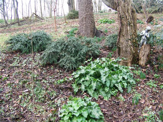 Picture of Taxus baccata 'Repandens' Repandens English Yew