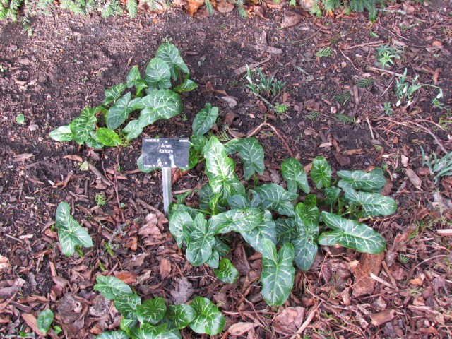 Arum italicum ArumItalicum.JPG