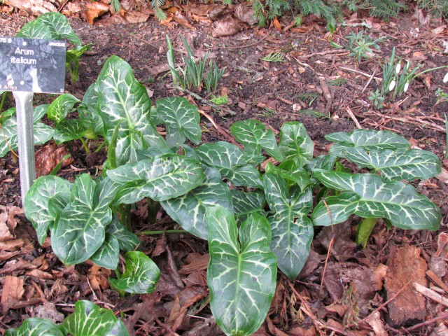 Arum italicum ArumItalicum2.JPG