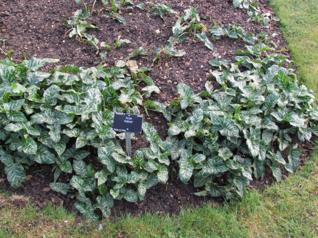 Arum italicum ArumItalicum2_Full.JPG