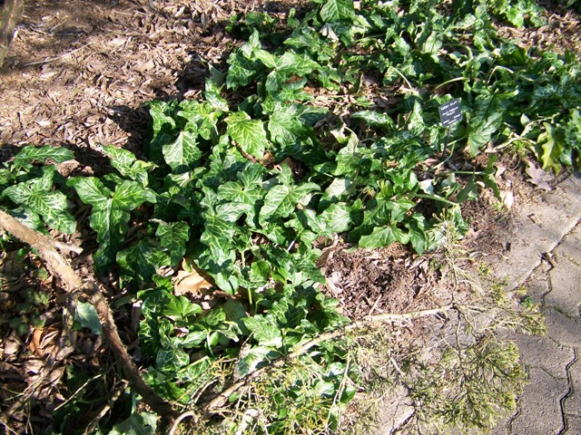 Arum italicum ArumitalicumpictumBernheim.JPG