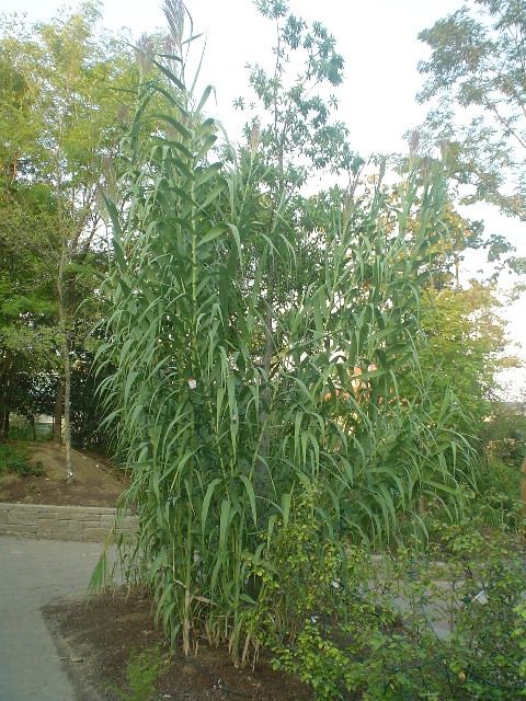 Picture of Arundo donax  Giant Reed Grass