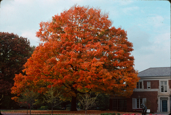 Acer saccharum AsaccharumIMA.jpg