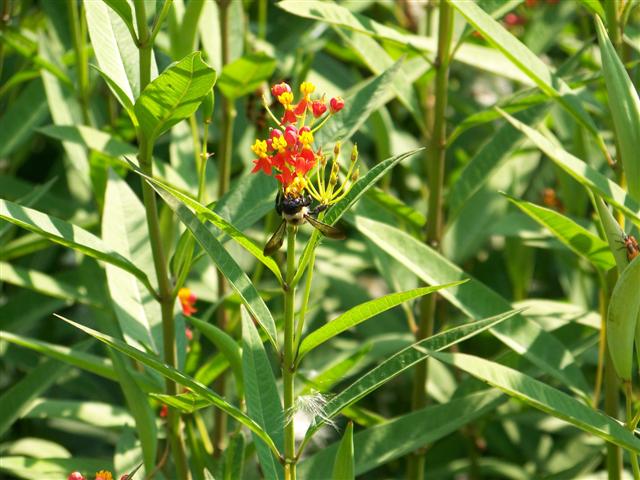 Picture of Asclepias%20curassavica%20Silky%20Deep%20Red%20Silky%20Deep%20Red%20Milkweed