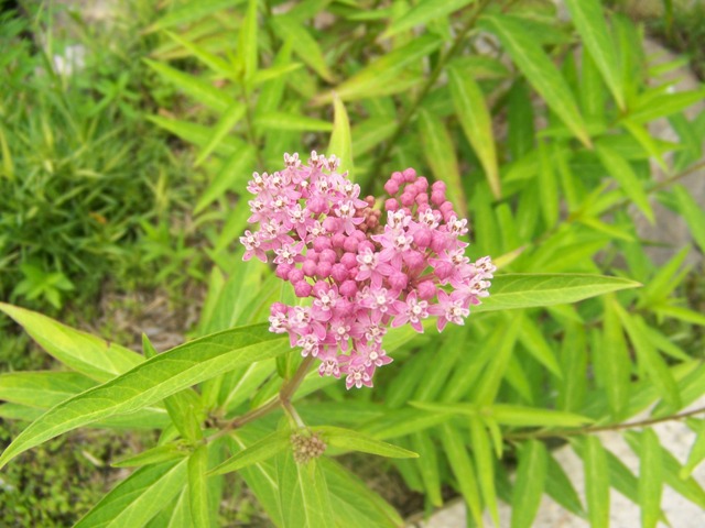 Picture of Asclepias incarnata  Swamp Milkweed