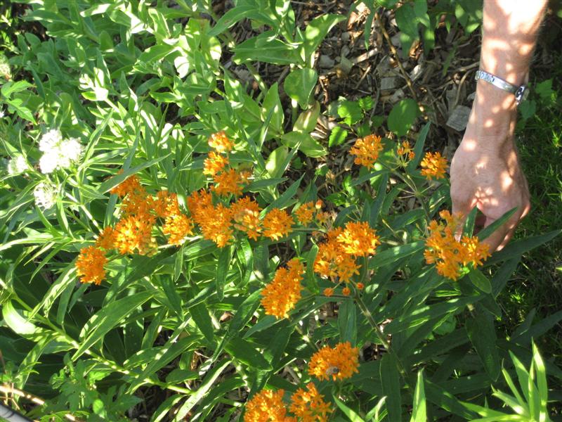 Asclepias tuberosa Asclepias_tuberosa_close.JPG