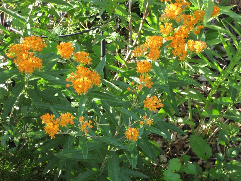 Asclepias tuberosa Asclepias_tuberosa_flower.JPG