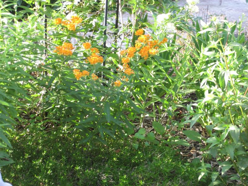 Asclepias tuberosa Asclepias_tuberosa_side.JPG