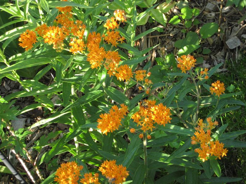 Asclepias tuberosa Asclepias_tuberosa_top.JPG