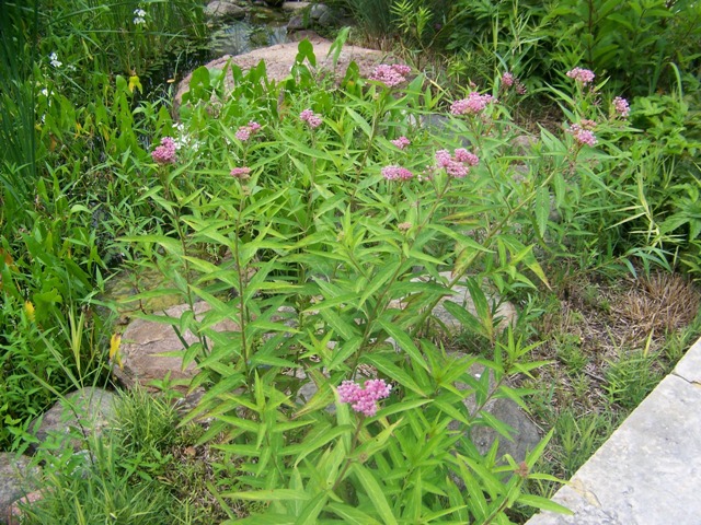 Picture of Asclepias%20incarnata%20%20Swamp%20Milkweed