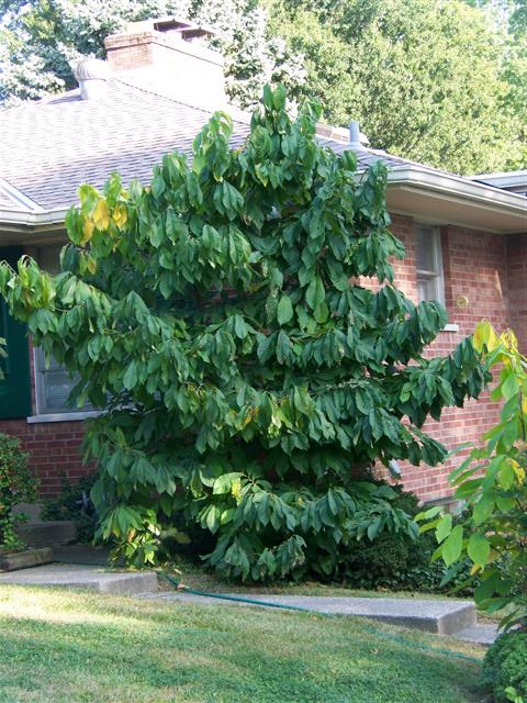 Asimina triloba Asimina.triloba.Lakeside.Park.JPG