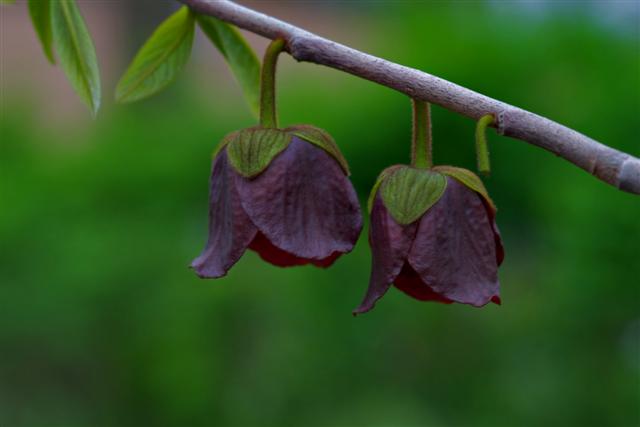 Picture of Asimina triloba  Common Pawpaw