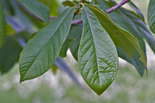 Picture of Asimina triloba  Common Pawpaw