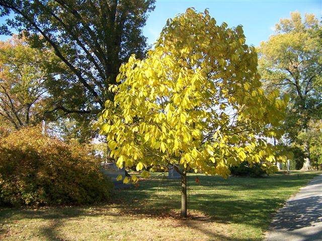 Asimina triloba AsiminatrilobaSGfc.jpg