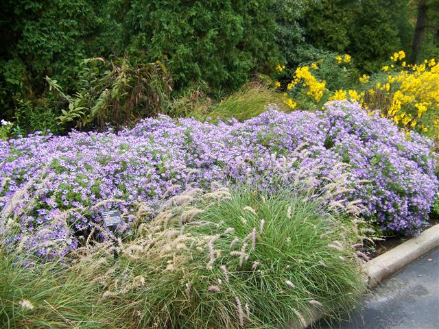 Picture of Aster oblongifolius 'Raydon's Favorite' Raydon's Favorite Aster