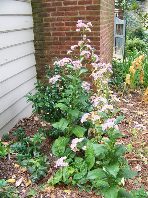 Picture of Aster tataricus 'Jindai' Jindai Tatarian Daisy