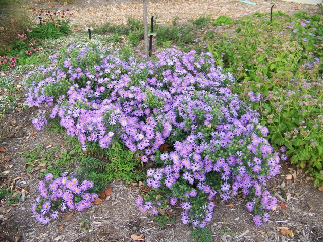 Picture of Aster oblongifolius 'Raydon's Favorite' Raydon's Favorite Aster