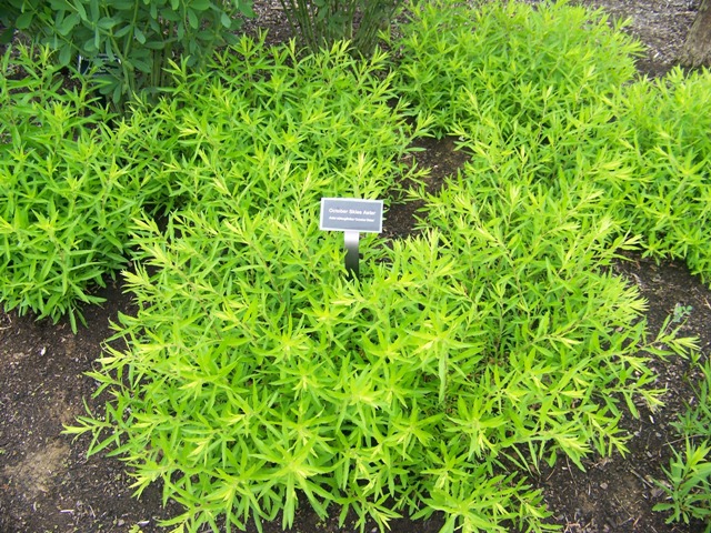 Picture of Aster oblongifolius 'October Skies' October Skies Aster