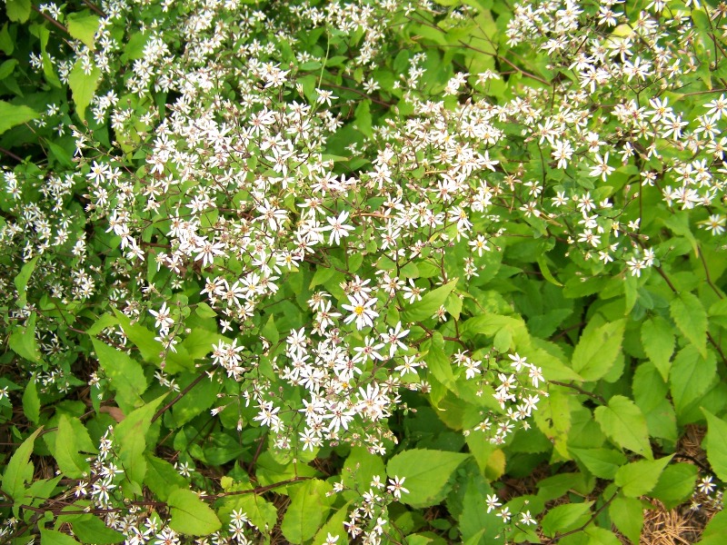 Picture of Aster divaricatus 'Eastern Star' White Wood Aster
