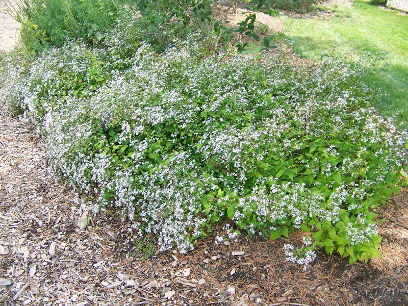 Picture of Aster divaricatus 'Eastern Star' White Wood Aster