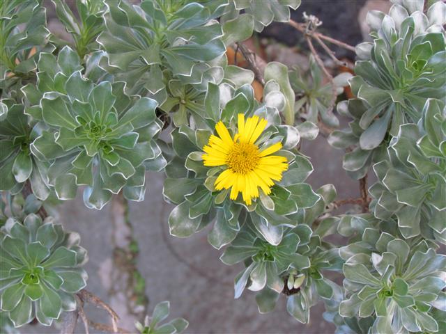 Asteriscus sericeus AsteriscusSericeusFlower1.JPG