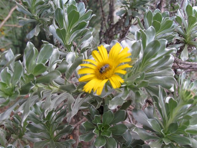 Asteriscus sericeus AsteriscusSericeusFlower2.JPG