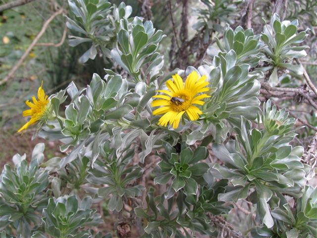 Asteriscus sericeus AsteriscusSericeusFlower3.JPG