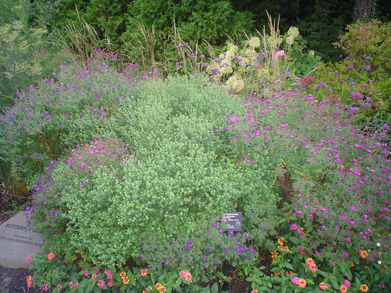 Picture of Aster novae-angliae 'Purple Dome' Purple Dome Aster