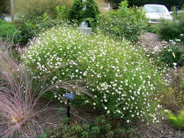 Picture of Kalimeris pinnatifida  Mongolian Aster