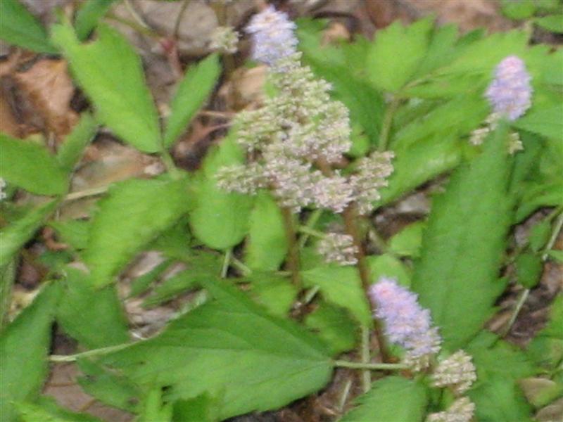 Astilbe+chinensis+flower+JPG