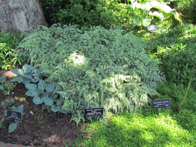 Athyrium nipponicum AthyriumNiponicumSmithsonian2.JPG